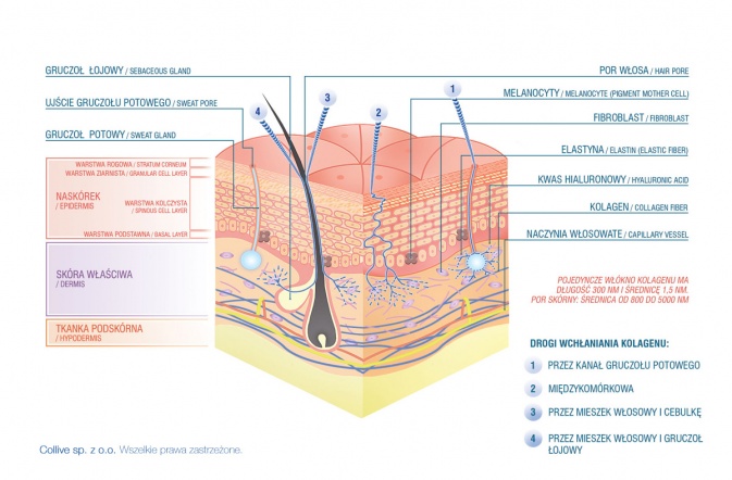 Struktura skóry oraz drogi wchłaniania kolagenu